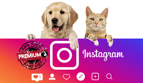 Seguenos en Instagram